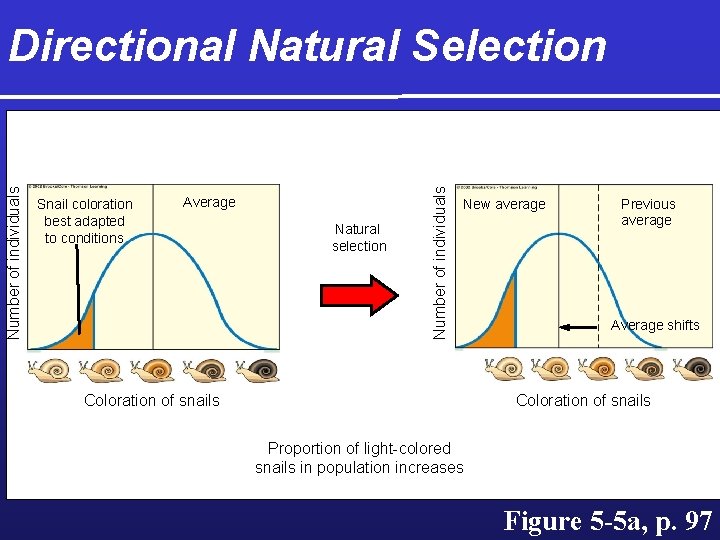 Snail coloration best adapted to conditions Average Natural selection Number of individuals Directional Natural