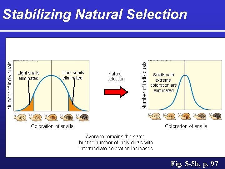 Light snails eliminated Dark snails eliminated Natural selection Number of individuals Stabilizing Natural Selection