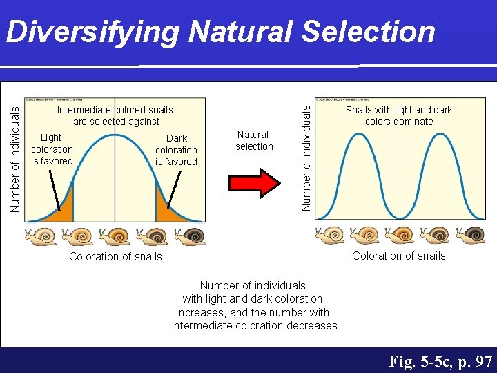 Intermediate-colored snails are selected against Light coloration is favored Dark coloration is favored Natural