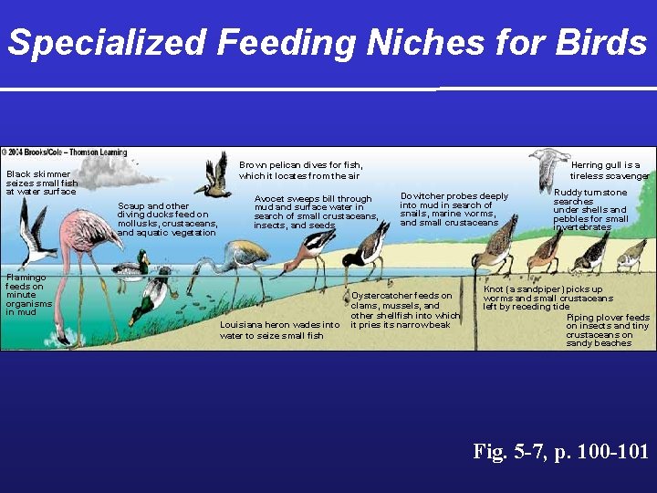 Specialized Feeding Niches for Birds Herring gull is a tireless scavenger Brown pelican dives
