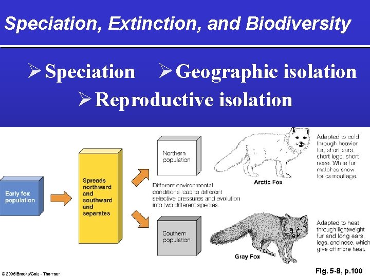 Speciation, Extinction, and Biodiversity Ø Speciation Ø Geographic isolation Ø Reproductive isolation Fig. 5
