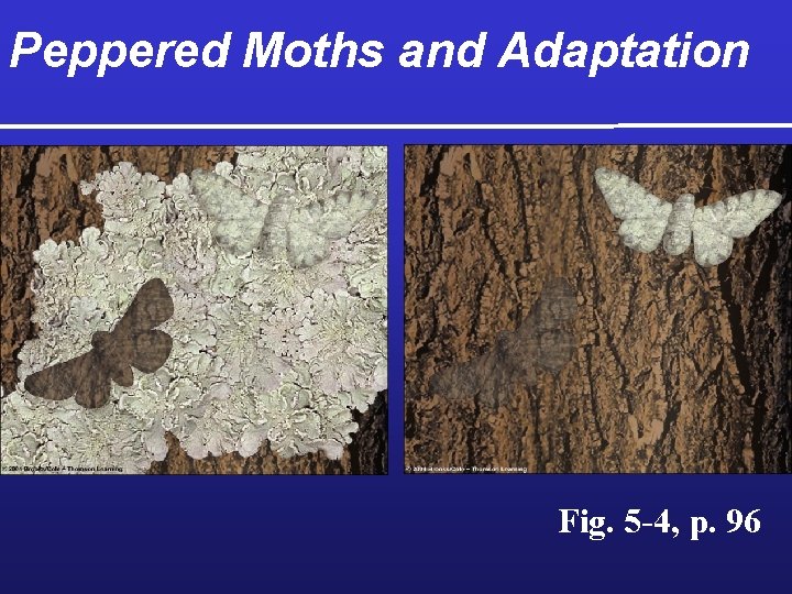 Peppered Moths and Adaptation Fig. 5 -4, p. 96 