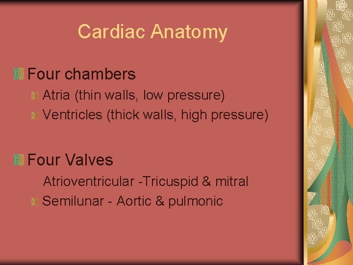 Cardiac Anatomy Four chambers Atria (thin walls, low pressure) Ventricles (thick walls, high pressure)