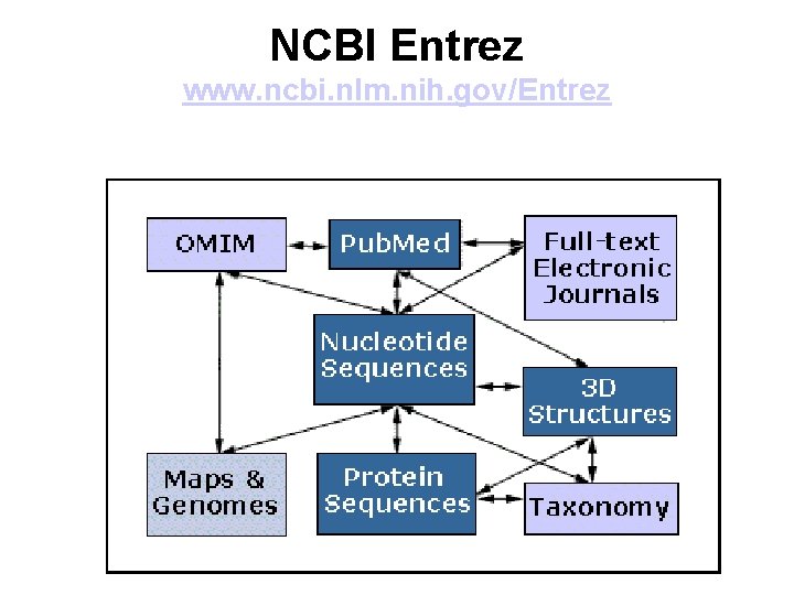 NCBI Entrez www. ncbi. nlm. nih. gov/Entrez 