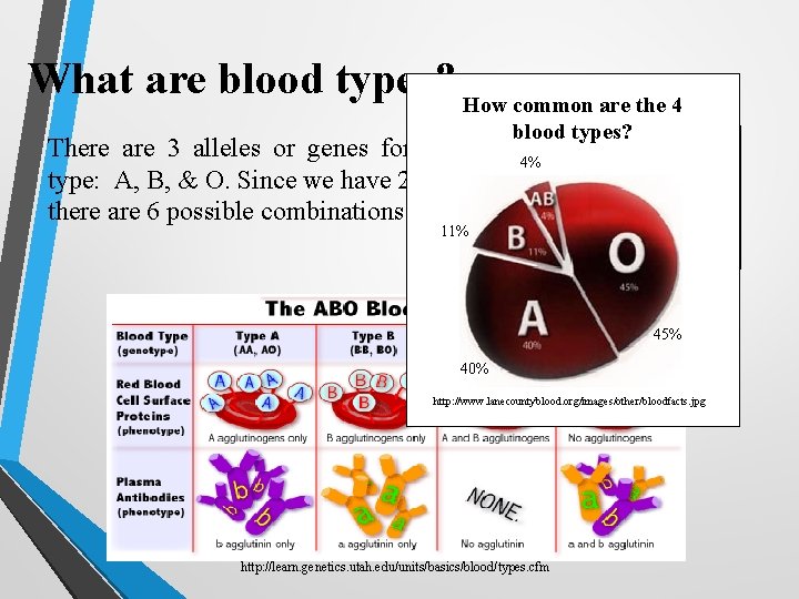 What are blood types? How common are the 4 There are 3 alleles or What are blood types? How common are the 4 There are 3 alleles or