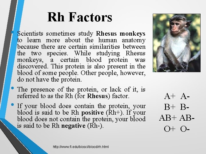 Rh Factors • Scientists sometimes study Rhesus monkeys • • to learn more about Rh Factors • Scientists sometimes study Rhesus monkeys • • to learn more about