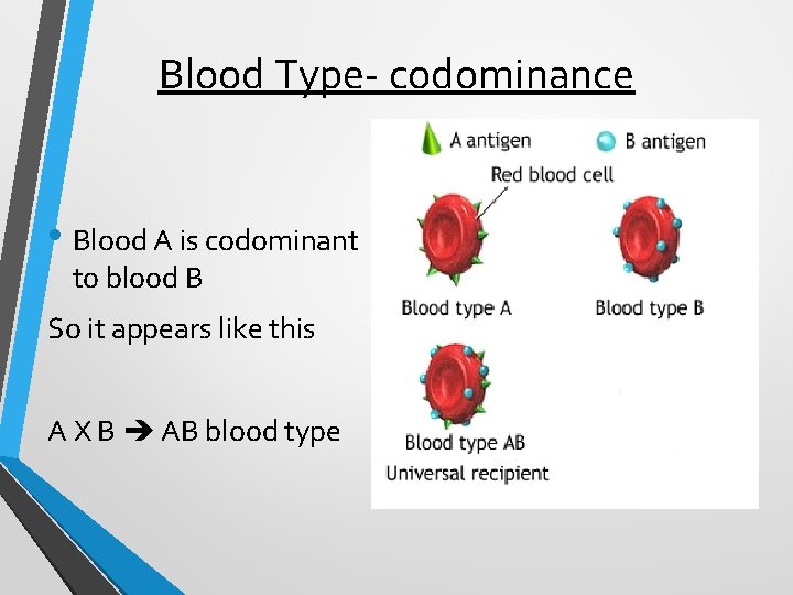 Blood Type- codominance • Blood A is codominant to blood B So it appears Blood Type- codominance • Blood A is codominant to blood B So it appears