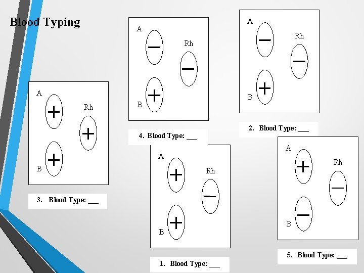Blood Typing A A Rh Rh A Rh B B 2. Blood Type: ___ Blood Typing A A Rh Rh A Rh B B 2. Blood Type: ___