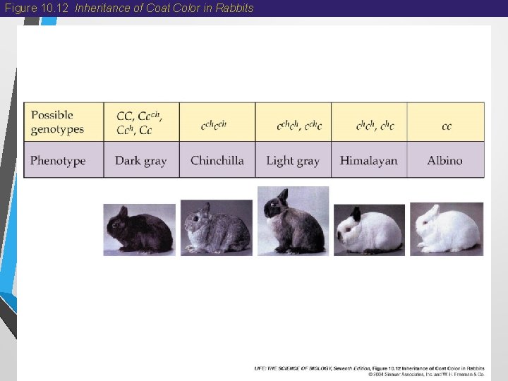 Figure 10. 12 Inheritance of Coat Color in Rabbits Figure 10. 12 Inheritance of Coat Color in Rabbits