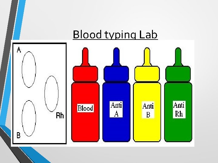 Blood typing Lab Blood typing Lab