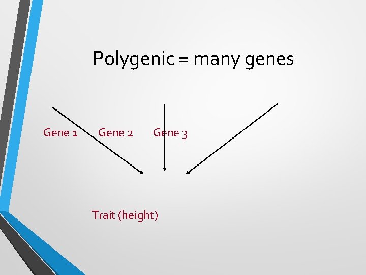 Polygenic = many genes Gene 1 Gene 2 Gene 3 Trait (height) Polygenic = many genes Gene 1 Gene 2 Gene 3 Trait (height)