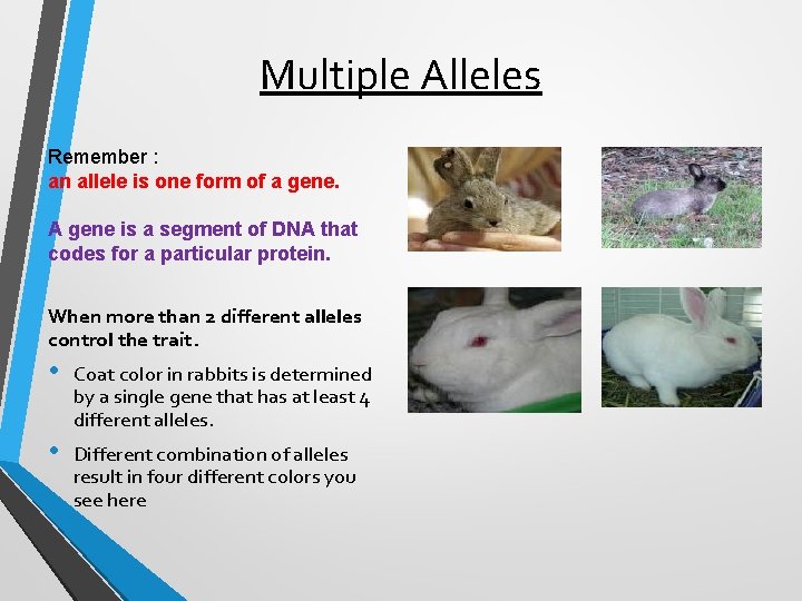 Multiple Alleles Remember : an allele is one form of a gene. A gene Multiple Alleles Remember : an allele is one form of a gene. A gene