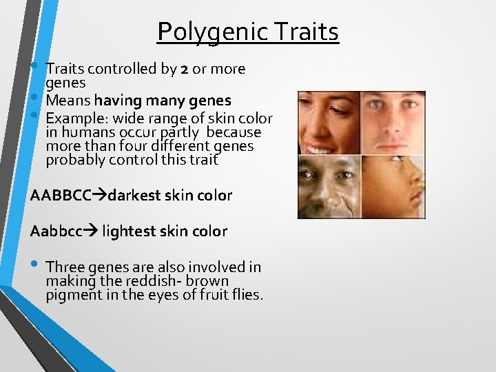 Polygenic Traits • Traits controlled by 2 or more genes • Means having many Polygenic Traits • Traits controlled by 2 or more genes • Means having many