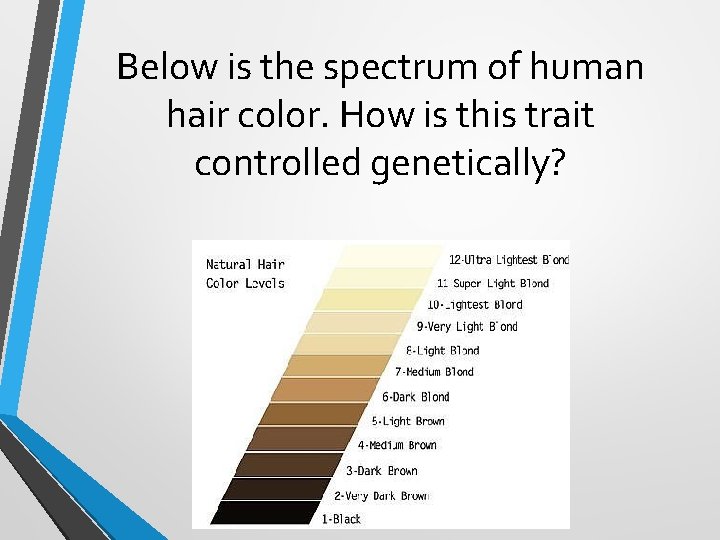 Below is the spectrum of human hair color. How is this trait controlled genetically? Below is the spectrum of human hair color. How is this trait controlled genetically?