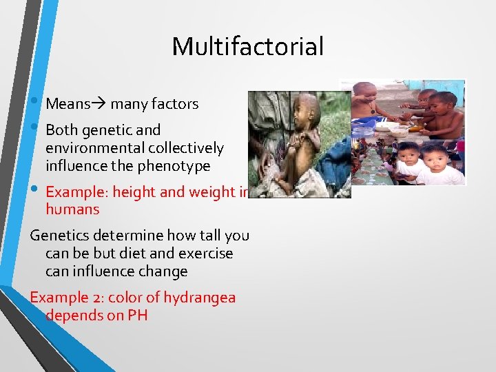 Multifactorial • Means many factors • Both genetic and environmental collectively influence the phenotype Multifactorial • Means many factors • Both genetic and environmental collectively influence the phenotype