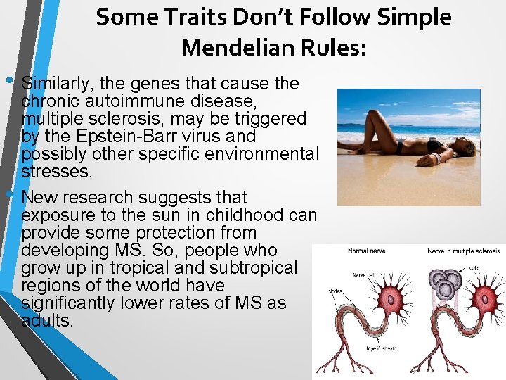 Some Traits Don’t Follow Simple Mendelian Rules: • Similarly, the genes that cause the Some Traits Don’t Follow Simple Mendelian Rules: • Similarly, the genes that cause the