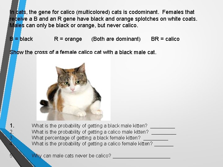 In cats, the gene for calico (multicolored) cats is codominant. Females that receive a In cats, the gene for calico (multicolored) cats is codominant. Females that receive a