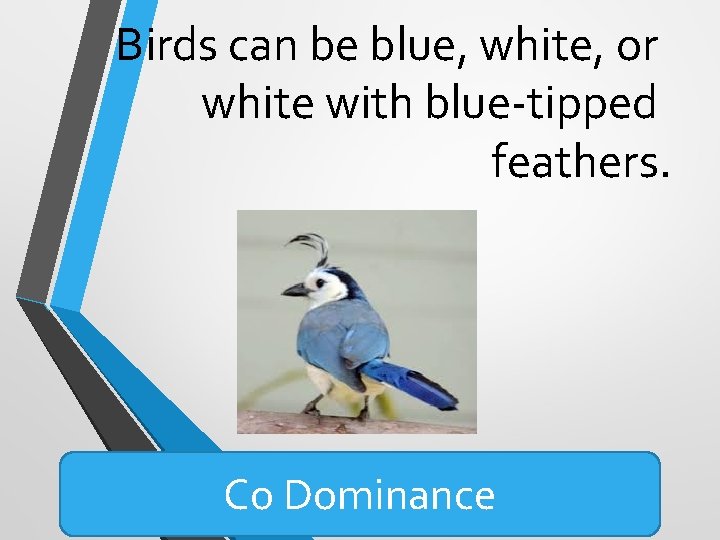 Birds can be blue, white, or white with blue-tipped feathers. Co Dominance Birds can be blue, white, or white with blue-tipped feathers. Co Dominance