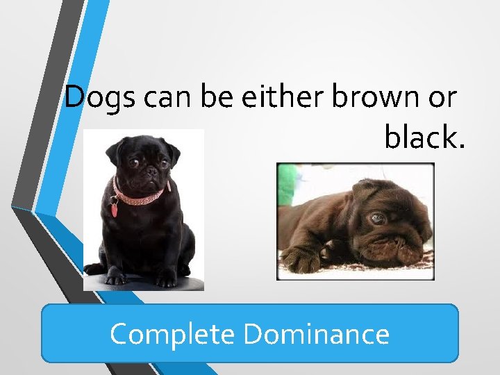 Dogs can be either brown or black. Complete Dominance Dogs can be either brown or black. Complete Dominance