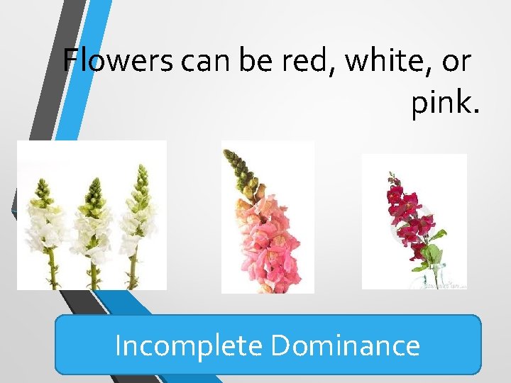 Flowers can be red, white, or pink. Incomplete Dominance Flowers can be red, white, or pink. Incomplete Dominance