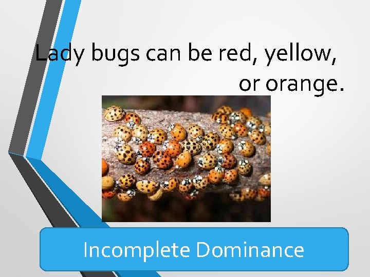 Lady bugs can be red, yellow, or orange. Incomplete Dominance Lady bugs can be red, yellow, or orange. Incomplete Dominance