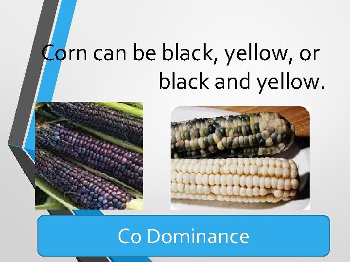 Corn can be black, yellow, or black and yellow. Co Dominance Corn can be black, yellow, or black and yellow. Co Dominance