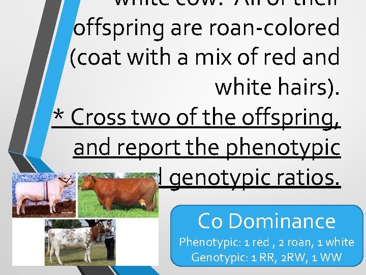 white cow. All of their offspring are roan-colored (coat with a mix of red white cow. All of their offspring are roan-colored (coat with a mix of red