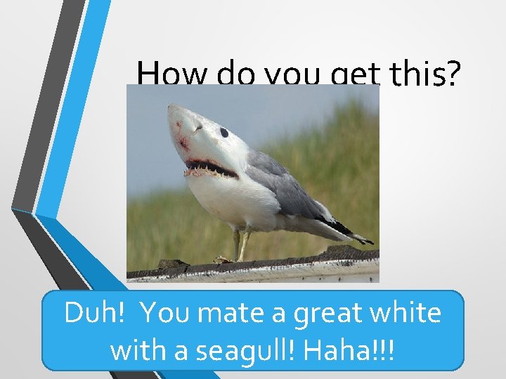 How do you get this? Duh! You mate a great white with a seagull! How do you get this? Duh! You mate a great white with a seagull!