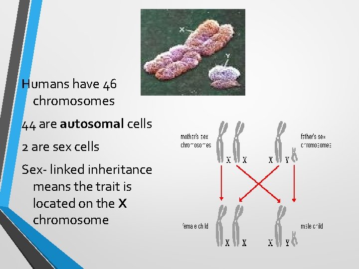 Humans have 46 chromosomes 44 are autosomal cells 2 are sex cells Sex- linked Humans have 46 chromosomes 44 are autosomal cells 2 are sex cells Sex- linked
