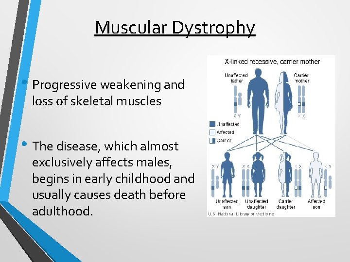 Muscular Dystrophy • Progressive weakening and loss of skeletal muscles • The disease, which Muscular Dystrophy • Progressive weakening and loss of skeletal muscles • The disease, which