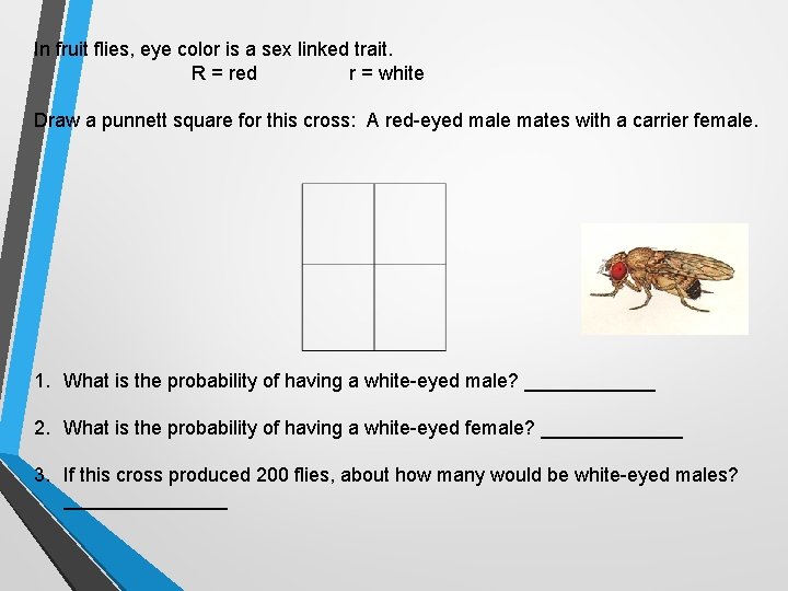 In fruit flies, eye color is a sex linked trait. R = red r In fruit flies, eye color is a sex linked trait. R = red r