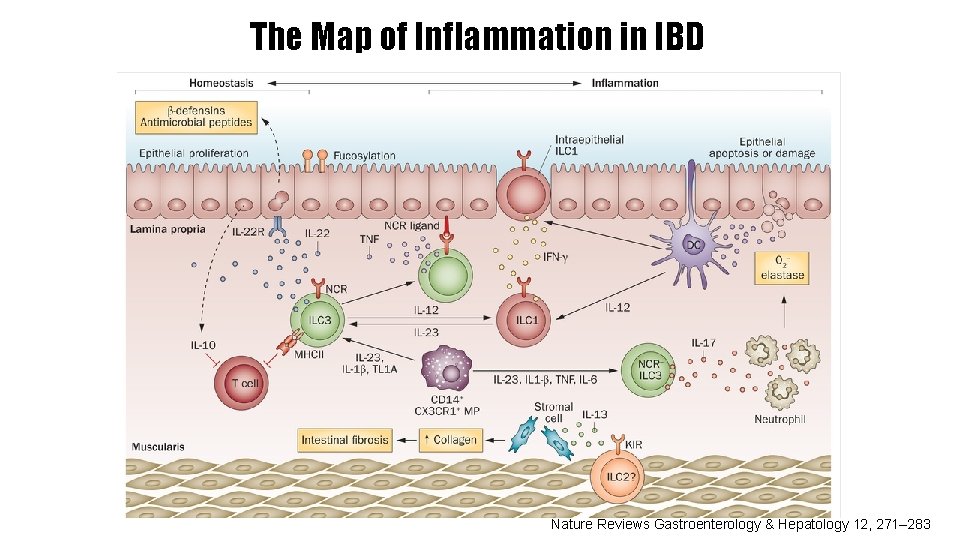 The Map of Inflammation in IBD Nature Reviews Gastroenterology & Hepatology 12, 271– 283