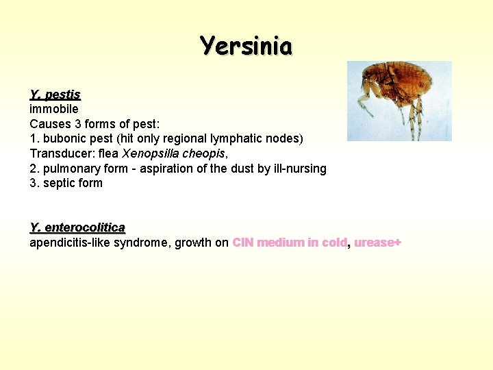 Yersinia Y. pestis immobile Causes 3 forms of pest: 1. bubonic pest (hit only