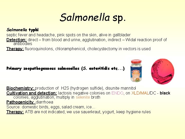 Salmonella sp. Salmonella typhi septic fever and headache, pink spots on the skin, alive