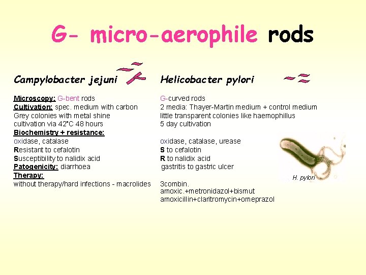 G- micro-aerophile rods Campylobacter jejuni Helicobacter pylori Microscopy: G-bent rods G-curved rods Cultivation: spec.