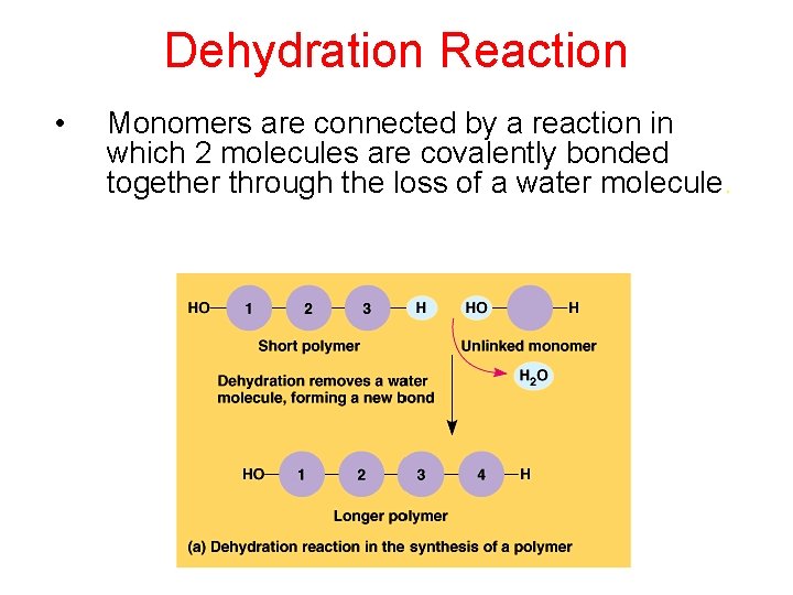 Dehydration Reaction • Monomers are connected by a reaction in which 2 molecules are