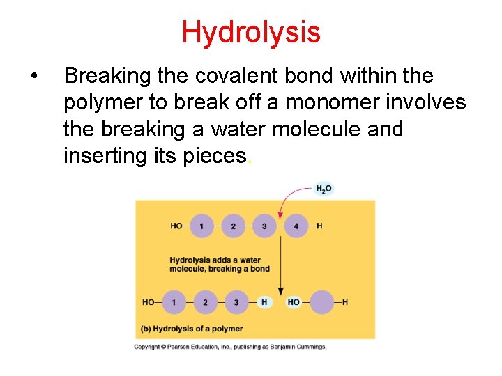 Hydrolysis • Breaking the covalent bond within the polymer to break off a monomer