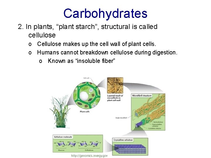 Carbohydrates 2. In plants, “plant starch”, structural is called cellulose o Cellulose makes up