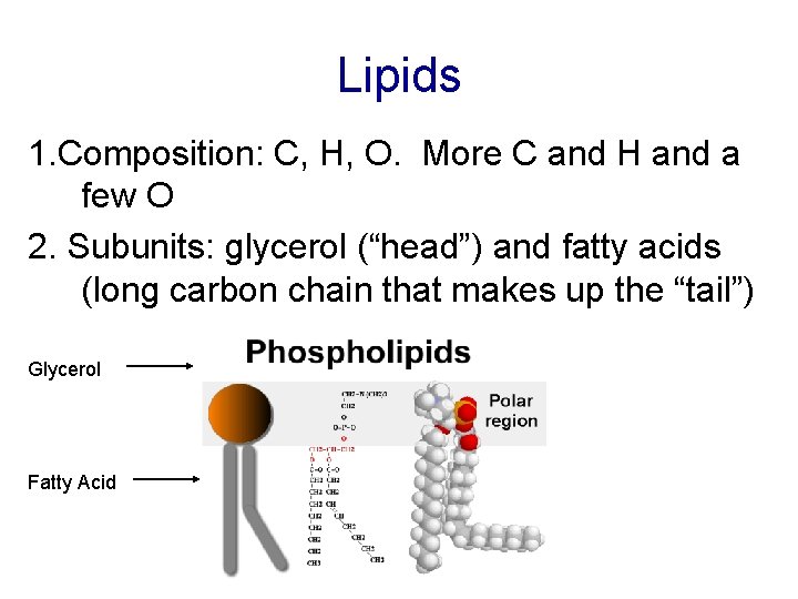 Lipids 1. Composition: C, H, O. More C and H and a few O