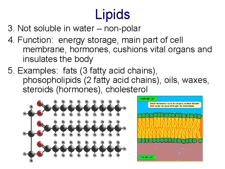 Lipids 3. Not soluble in water – non-polar 4. Function: energy storage, main part