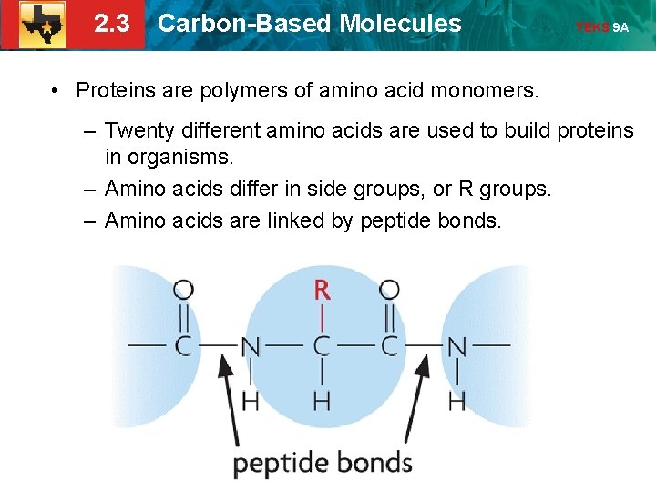 2. 3 Carbon-Based Molecules TEKS 9 A • Proteins are polymers of amino acid