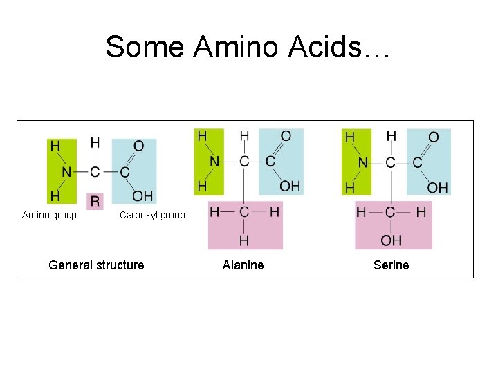 Some Amino Acids… Amino group Carboxyl group General structure Alanine Serine 