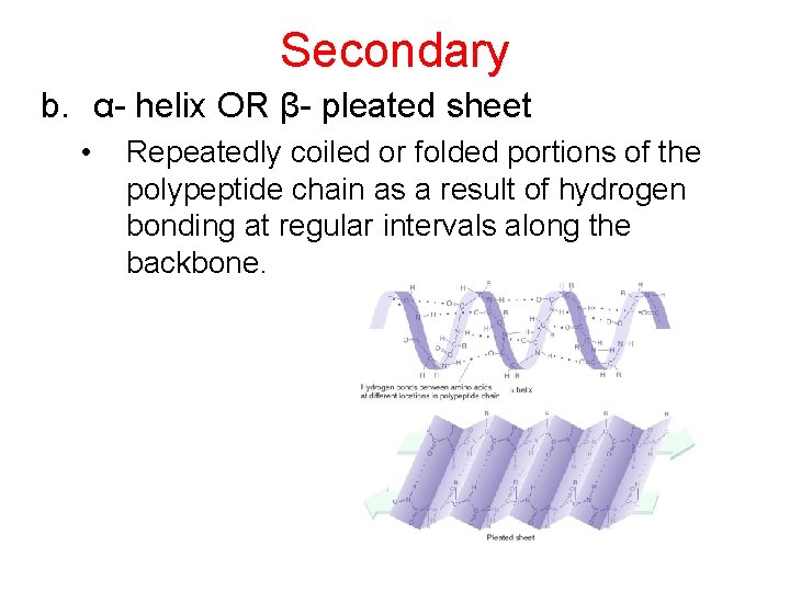 Secondary b. α- helix OR β- pleated sheet • Repeatedly coiled or folded portions