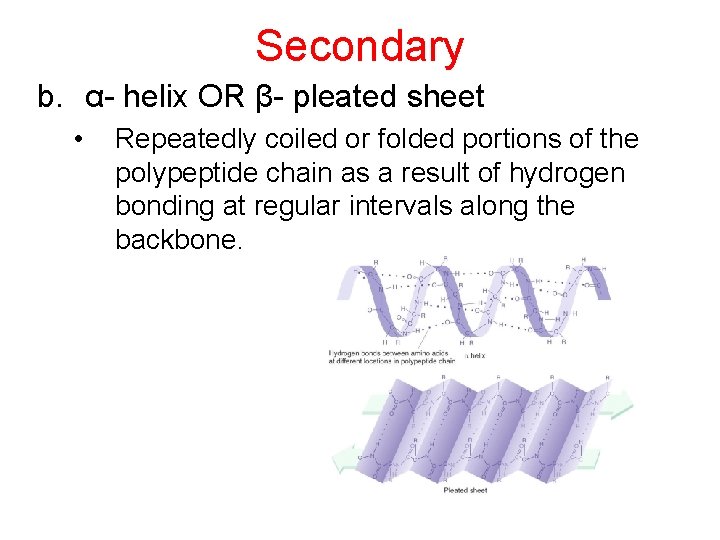 Secondary b. α- helix OR β- pleated sheet • Repeatedly coiled or folded portions