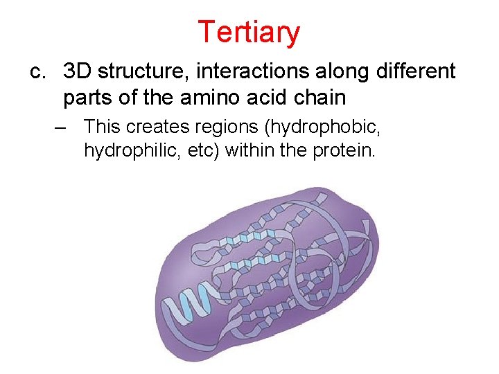 Tertiary c. 3 D structure, interactions along different parts of the amino acid chain
