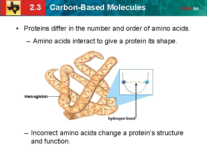 2. 3 Carbon-Based Molecules TEKS 9 A • Proteins differ in the number and