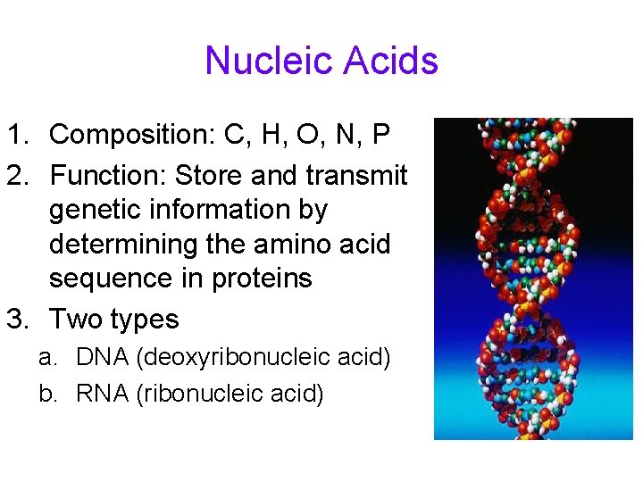 Nucleic Acids 1. Composition: C, H, O, N, P 2. Function: Store and transmit