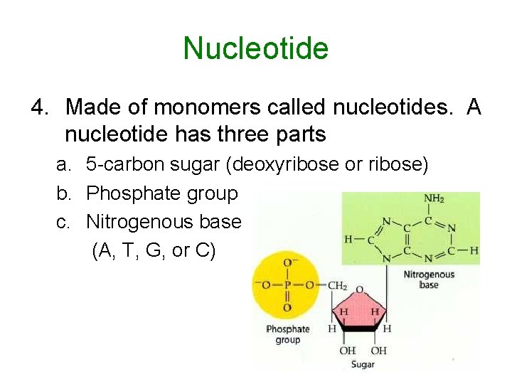 Nucleotide 4. Made of monomers called nucleotides. A nucleotide has three parts a. 5