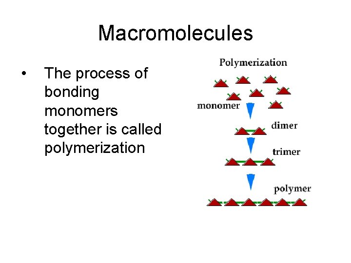 Macromolecules • The process of bonding monomers together is called polymerization 