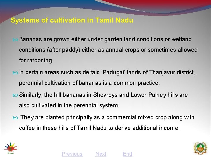 Systems of cultivation in Tamil Nadu Bananas are grown either under garden land conditions